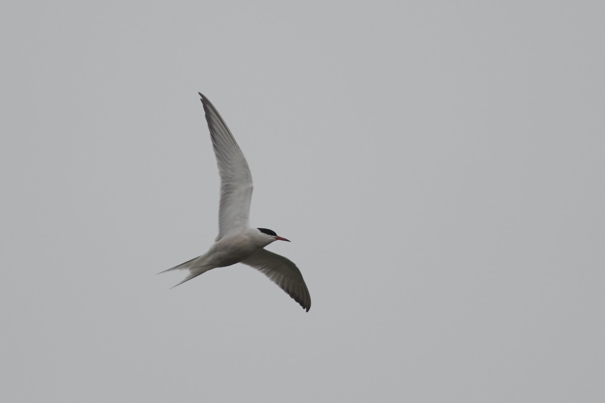 Common Tern - ML574685161