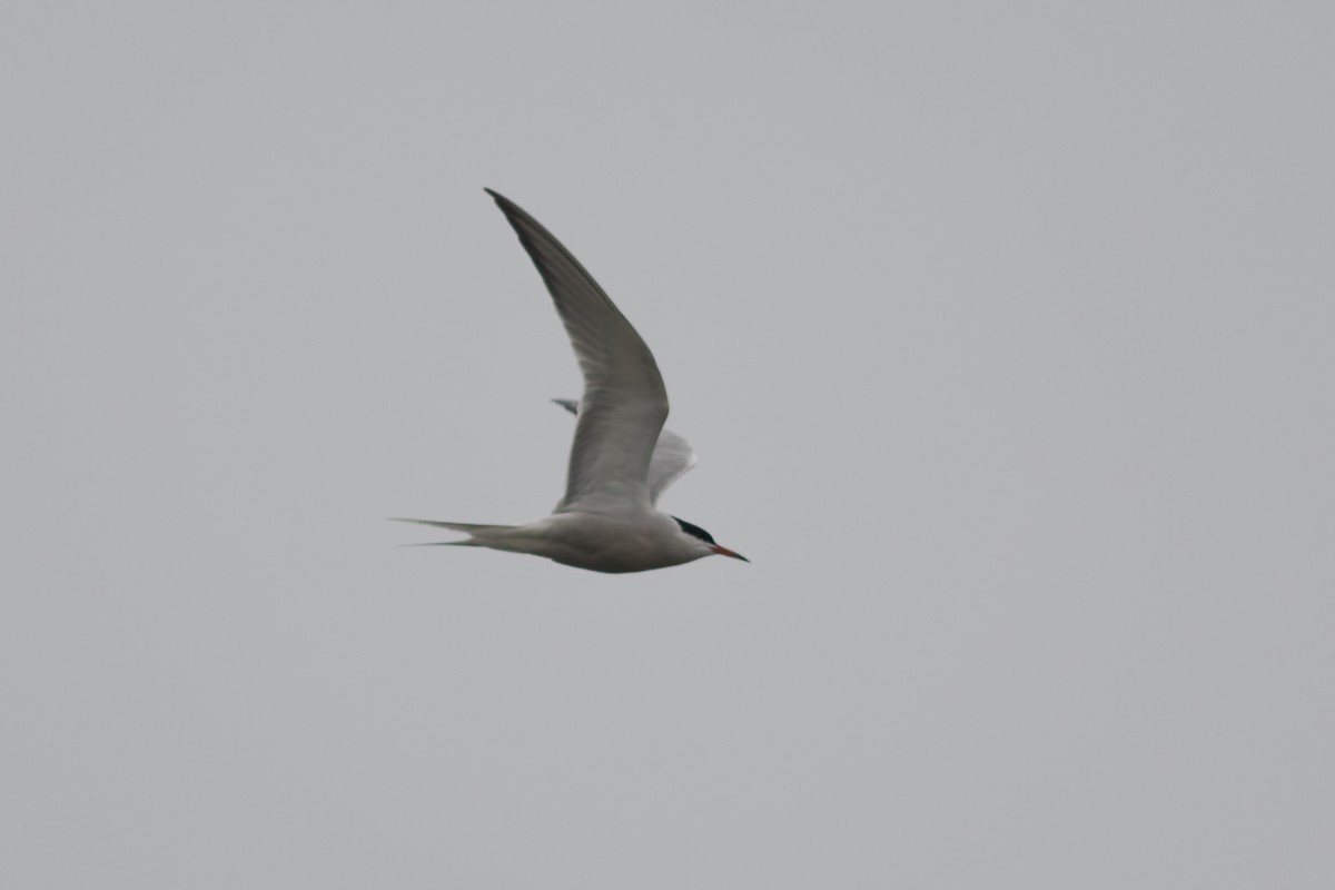 Common Tern - ML574685181