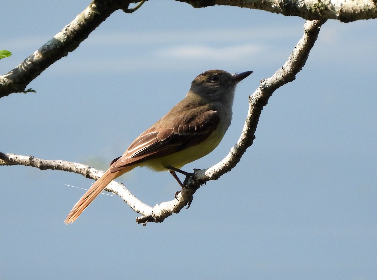 Great Crested Flycatcher - ML574688731