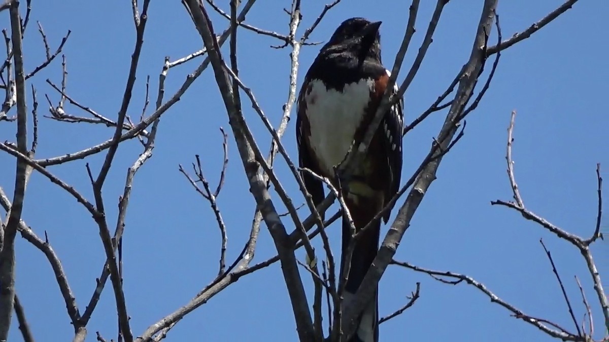 Spotted Towhee - ML574692991