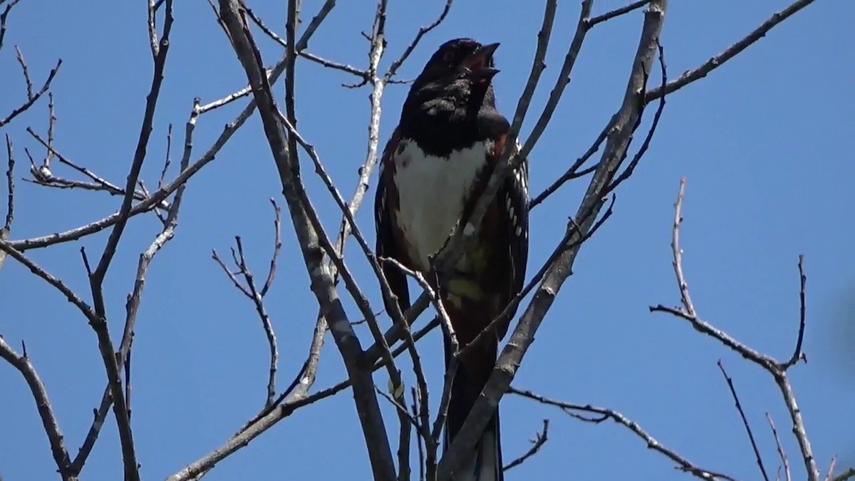 Spotted Towhee - ML574693001