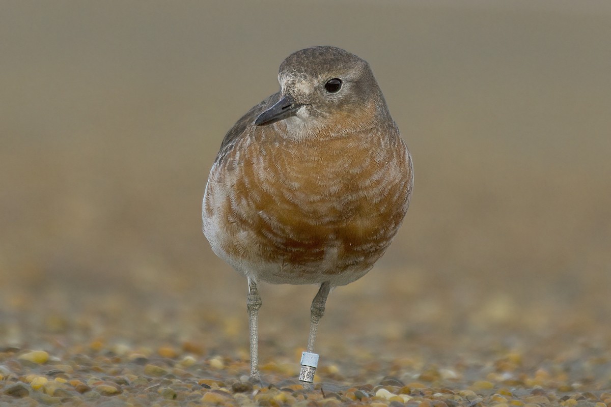Red-breasted Dotterel (Southern) - Glenda Rees