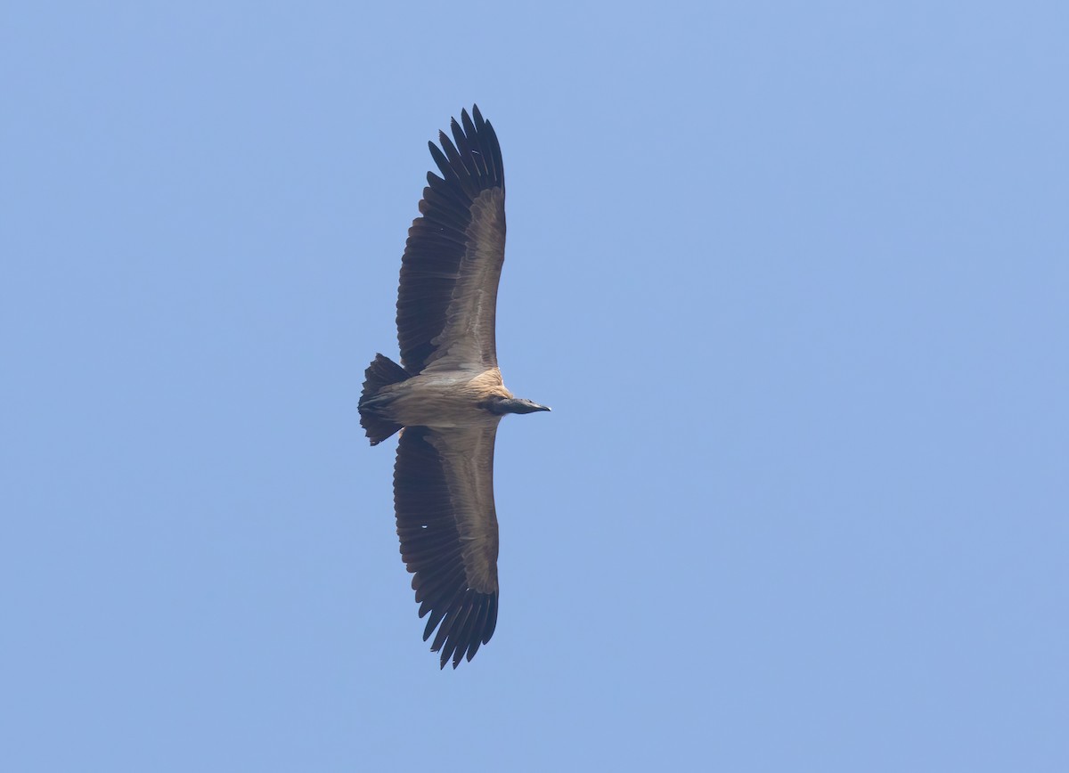 Slender-billed Vulture - Sathyan Meppayur
