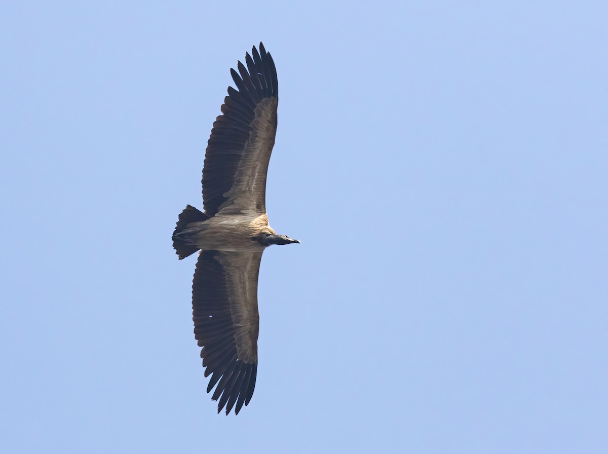 Slender-billed Vulture - Sathyan Meppayur