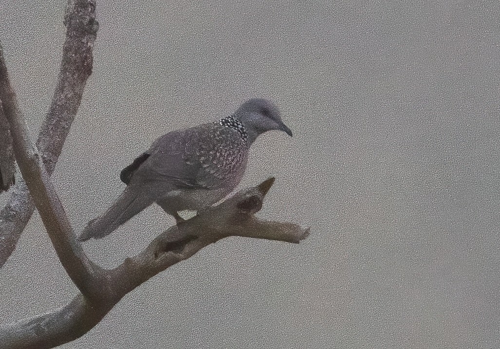Spotted Dove - ML574700111