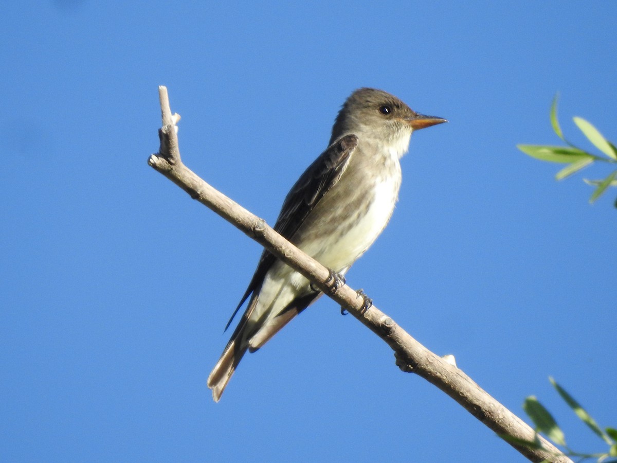 Olive-sided Flycatcher - Keith Condon