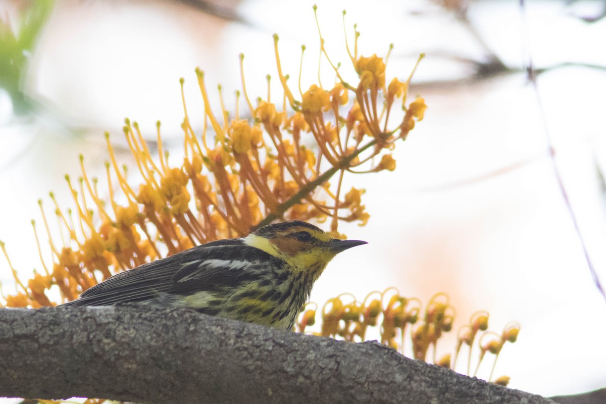 Cape May Warbler - ML574702451