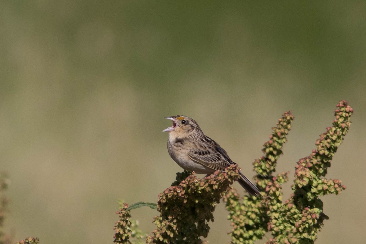 Grasshopper Sparrow - ML574703001