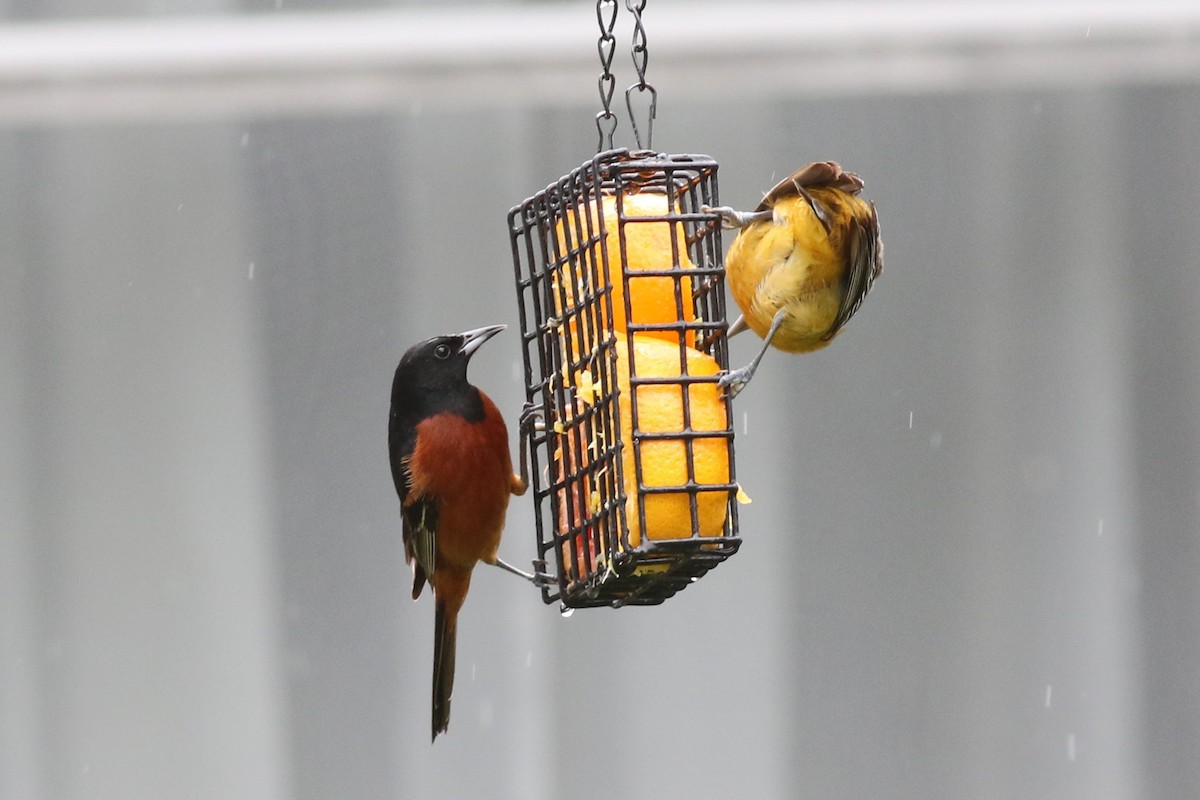 Orchard Oriole - ML57470311