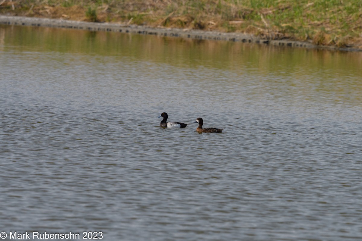 Greater Scaup - ML574703681