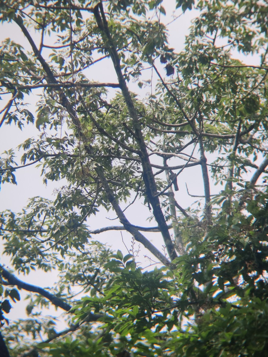 Indian Cuckoo - ML574703851