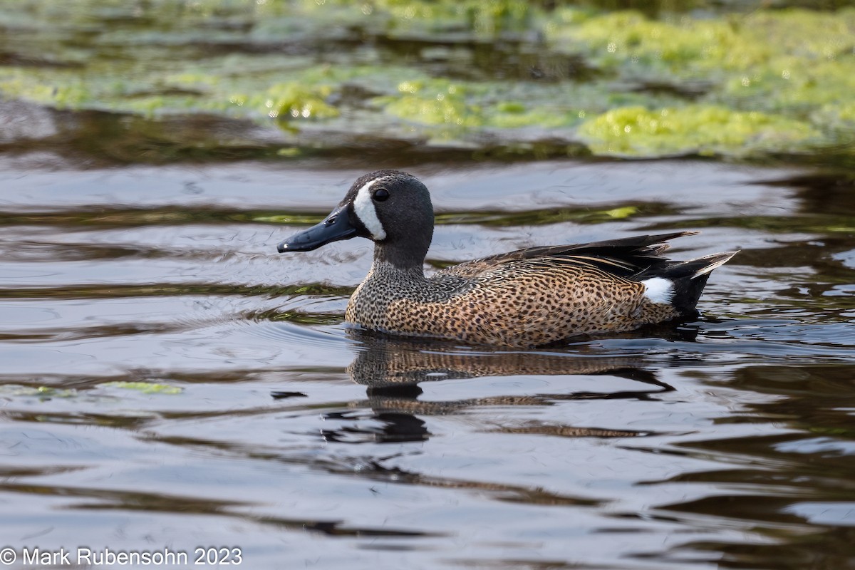 Blue-winged Teal - ML574703891