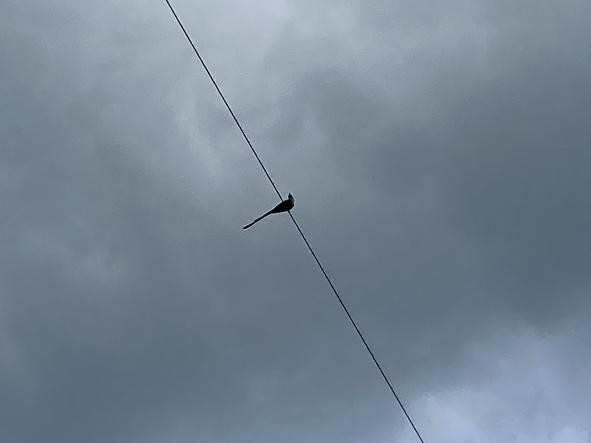 Scissor-tailed Flycatcher - ML574704391