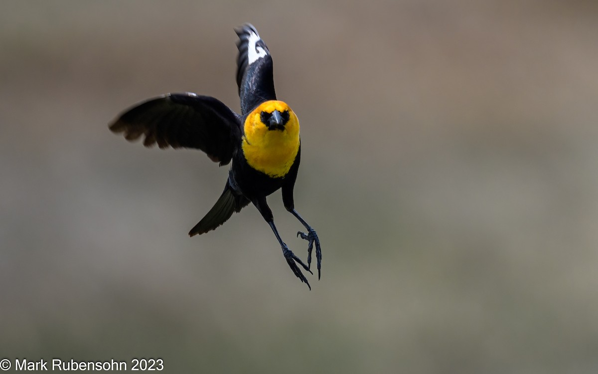 Yellow-headed Blackbird - Mark Rubensohn