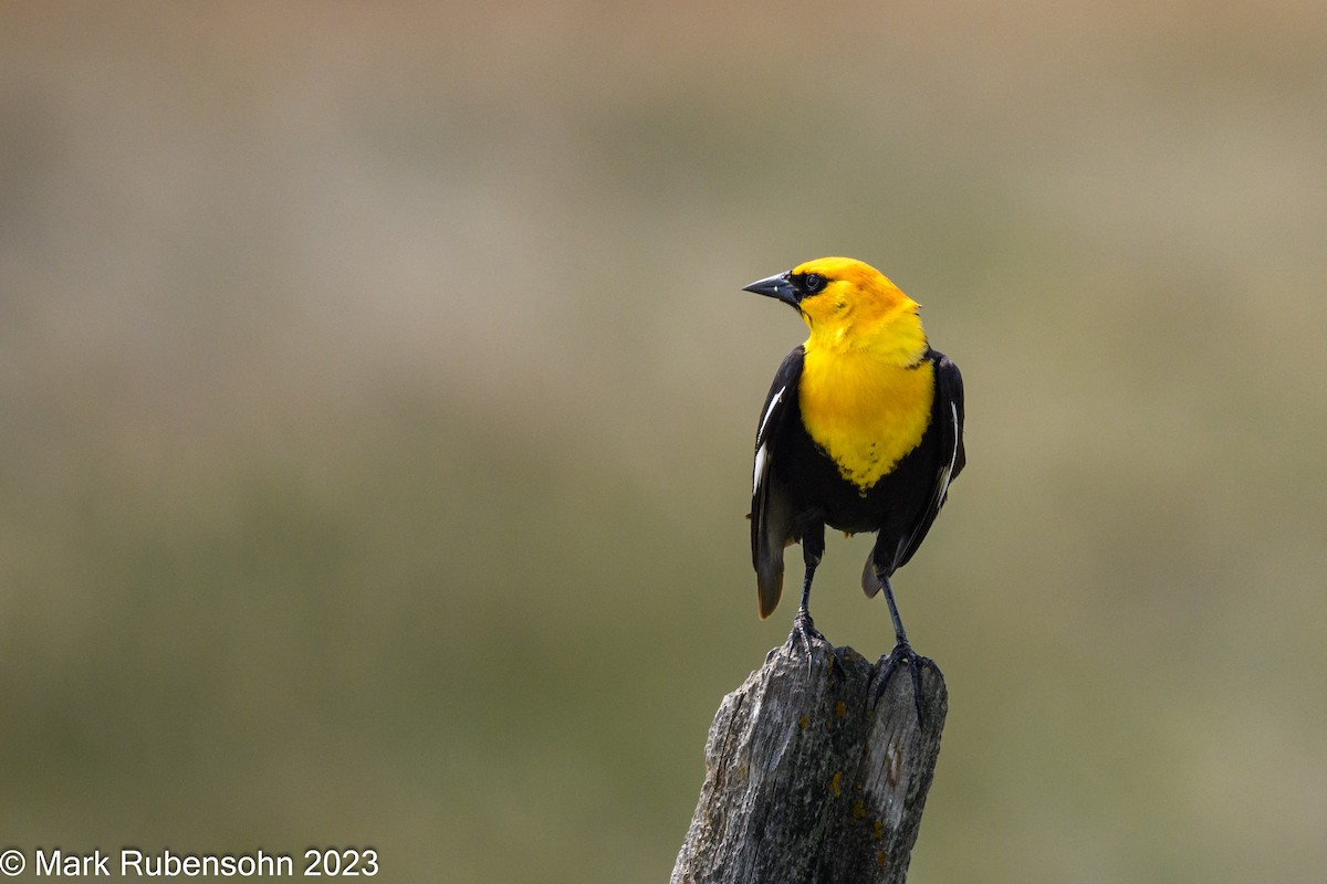 Yellow-headed Blackbird - ML574704961
