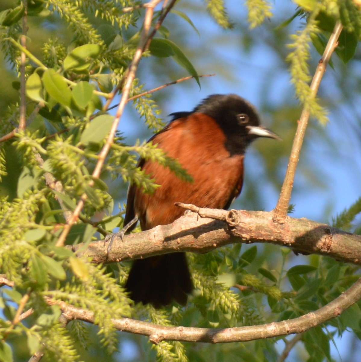 Oriole des vergers - ML574705091
