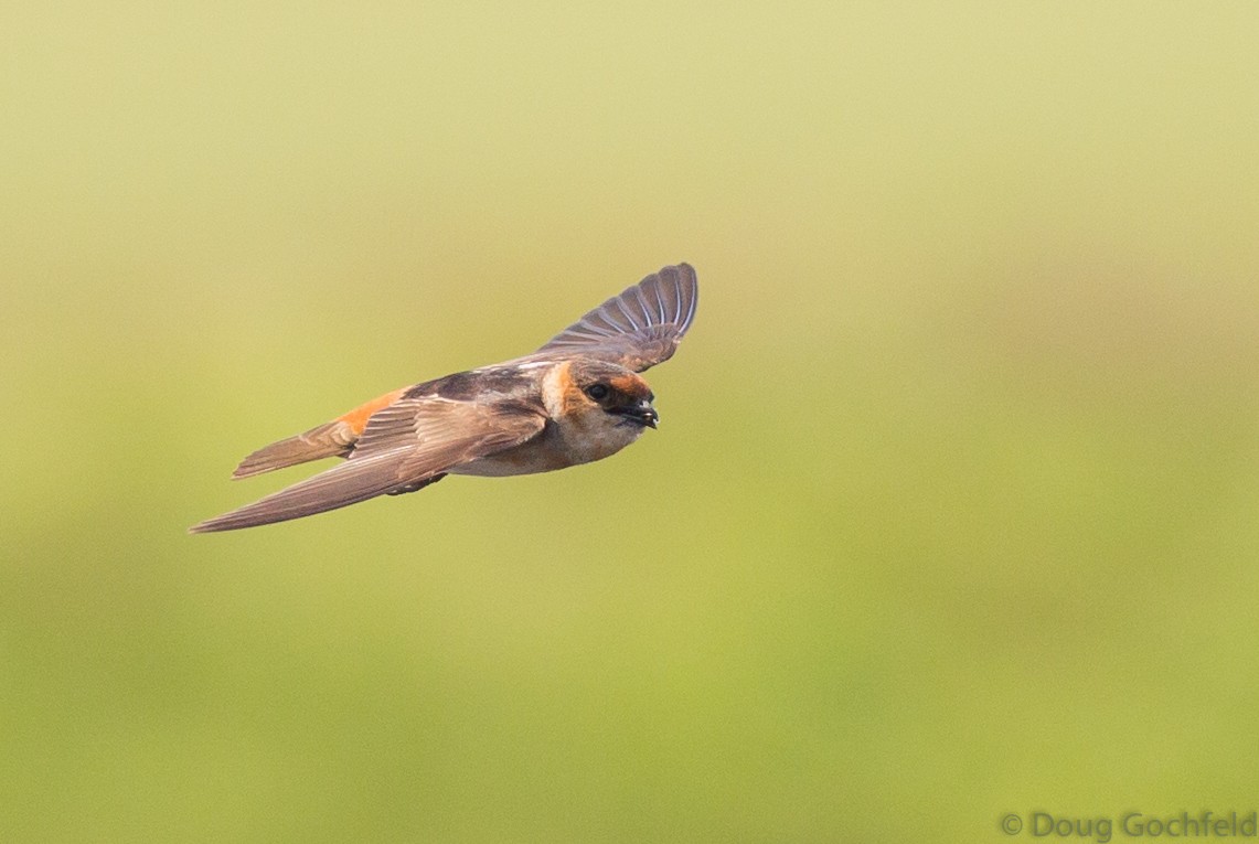 Cave Swallow - ML57470791