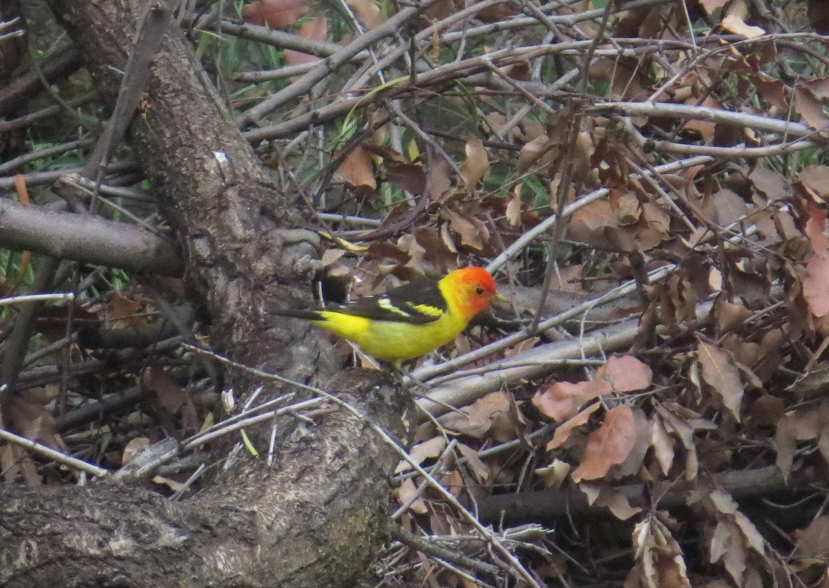 Western Tanager - ML574716011