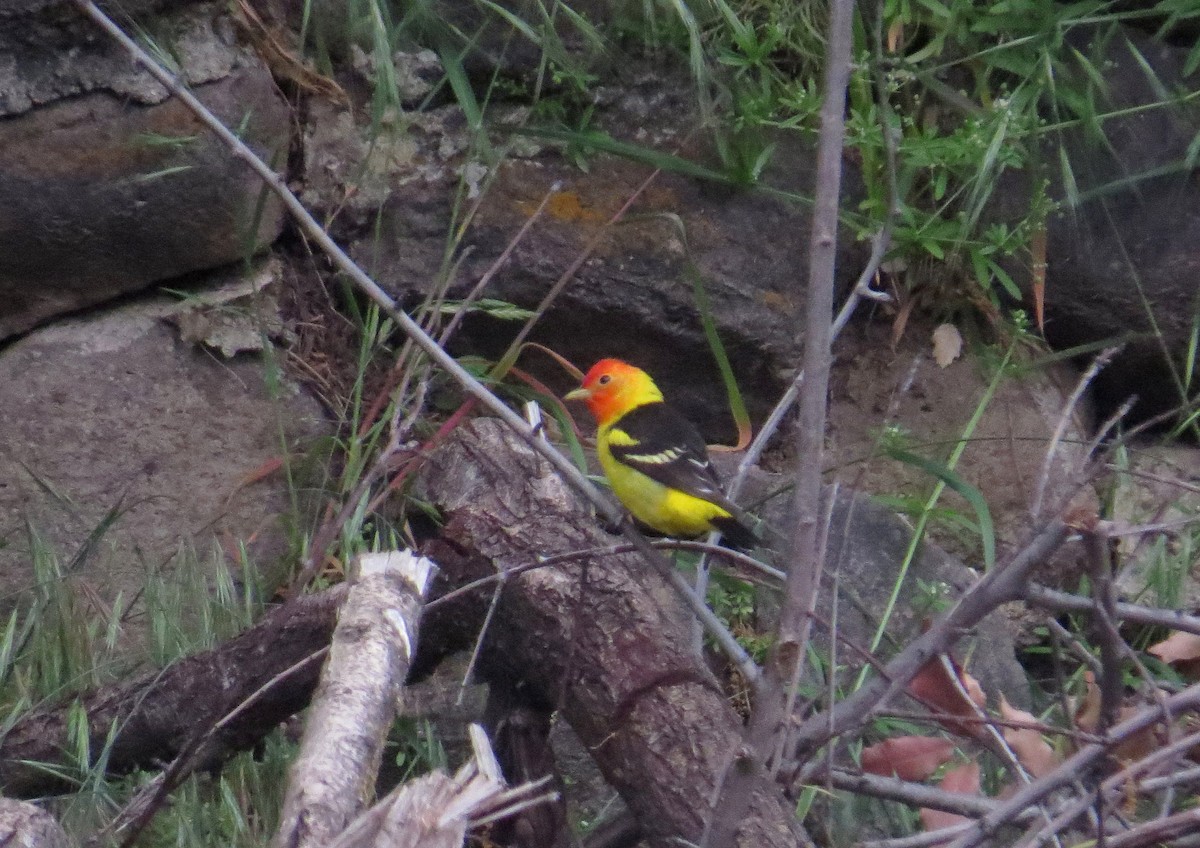 Western Tanager - ML574716021