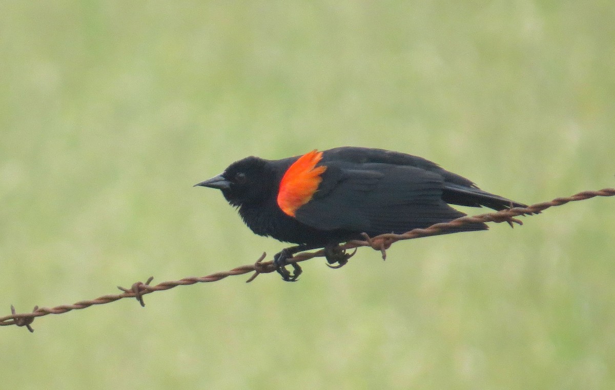 Red-winged Blackbird - Sergey Pavlov