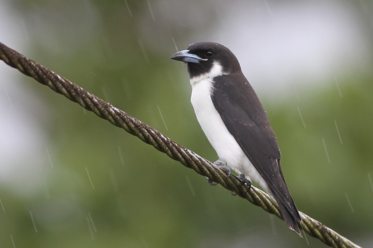 Fiji Woodswallow - Chris Wiley