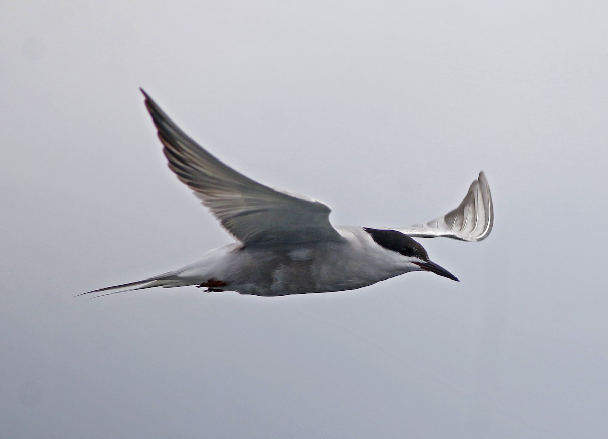 Common Tern - ML574721391