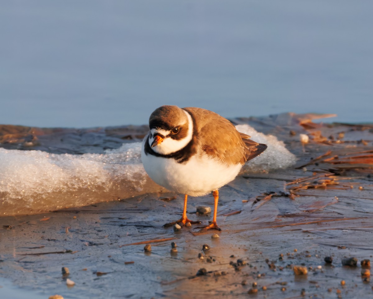 Semipalmated Plover - ML574722861