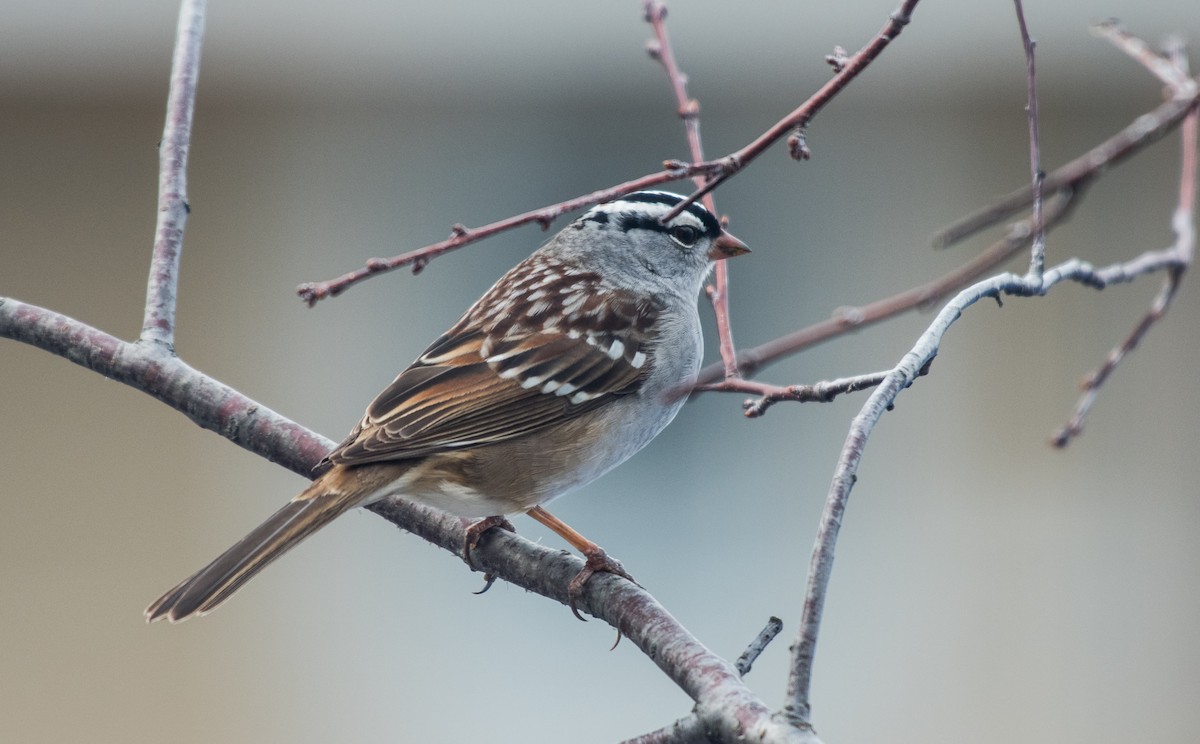 White-crowned Sparrow - ML57472411