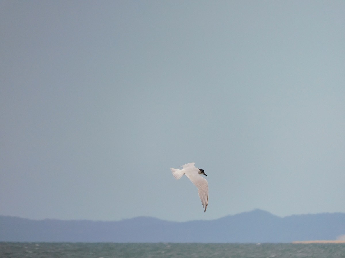 Gull-billed/Australian Tern - ML574725911