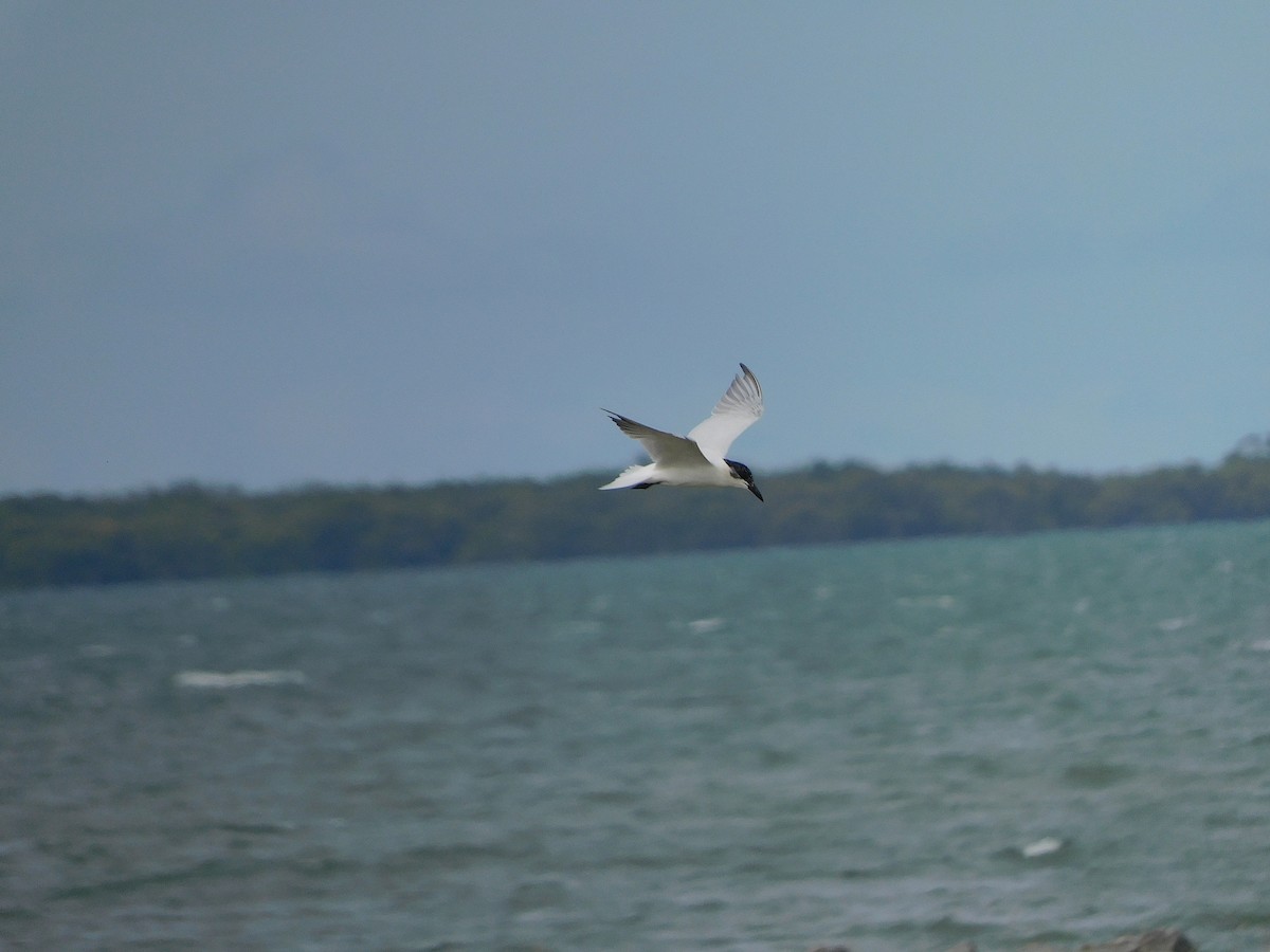 Gull-billed/Australian Tern - ML574725921