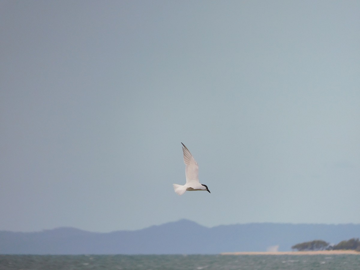 Gull-billed/Australian Tern - ML574725941
