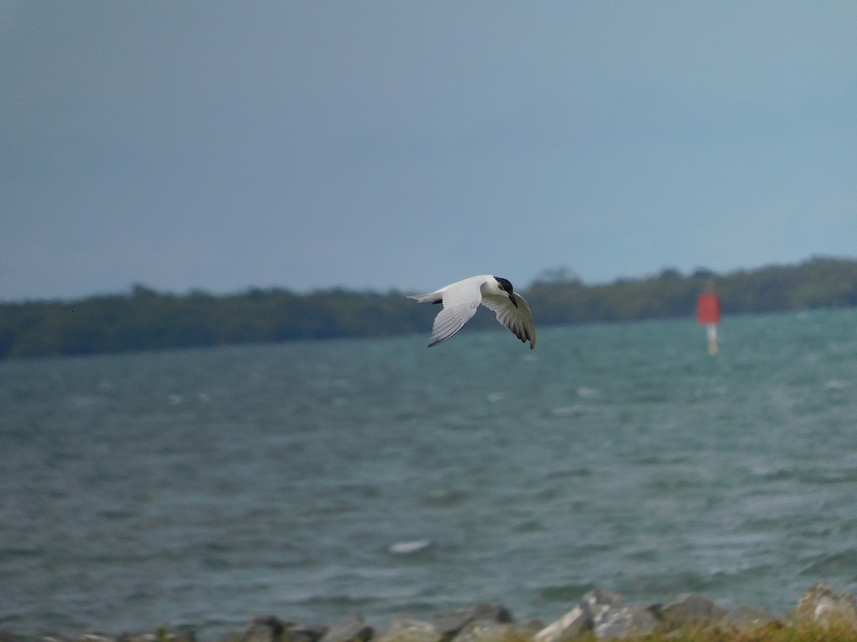 Gull-billed/Australian Tern - ML574725951