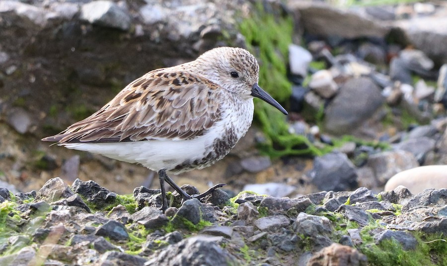 Dunlin (arctica) - eBird