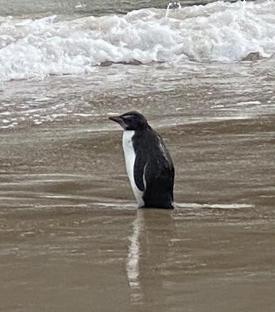Fiordland Penguin - Birdline Australia