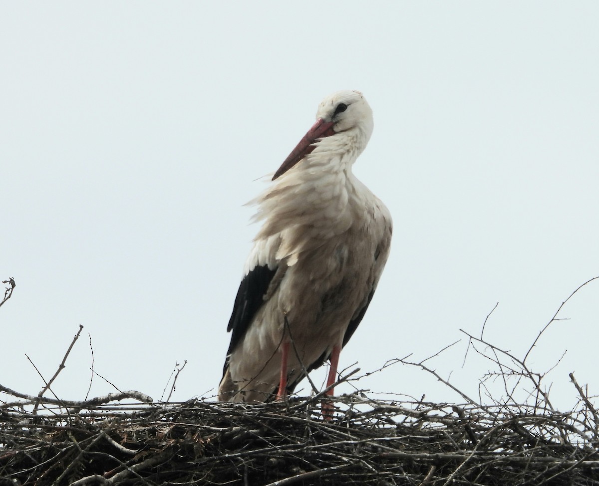 White Stork - ML574731061