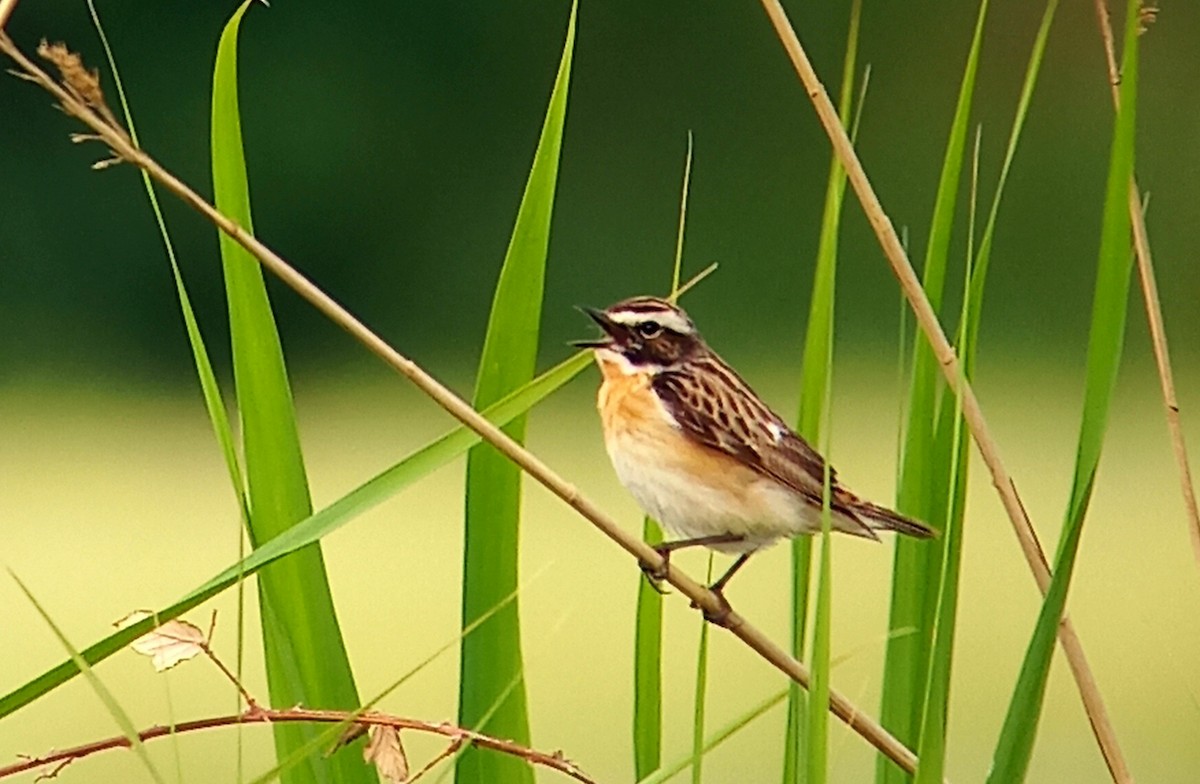 Whinchat - ML574733971