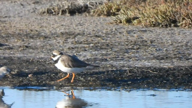 Common Ringed Plover - ML574736261