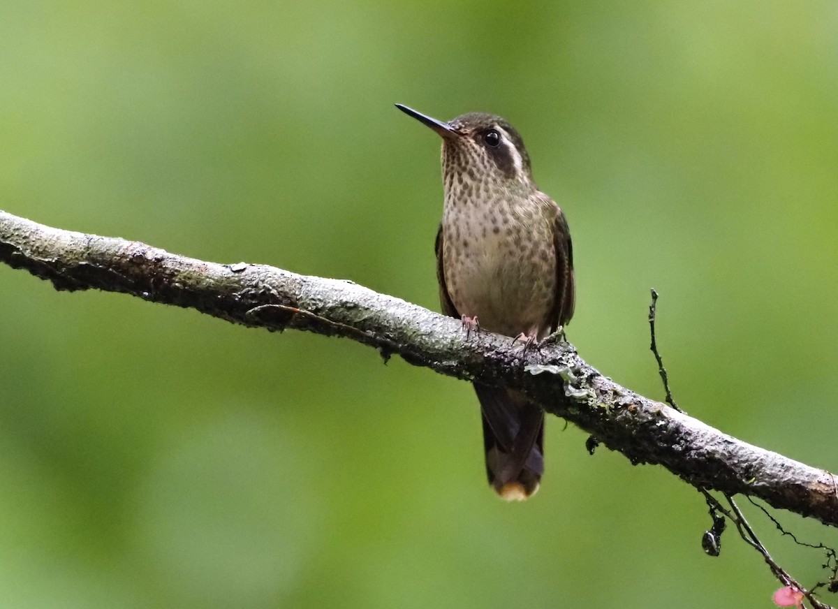 Speckled Hummingbird (maculata) - ML574738351