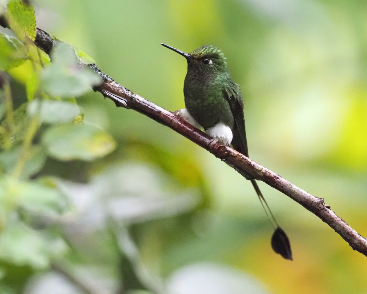 White-booted Racket-tail - ML574738381