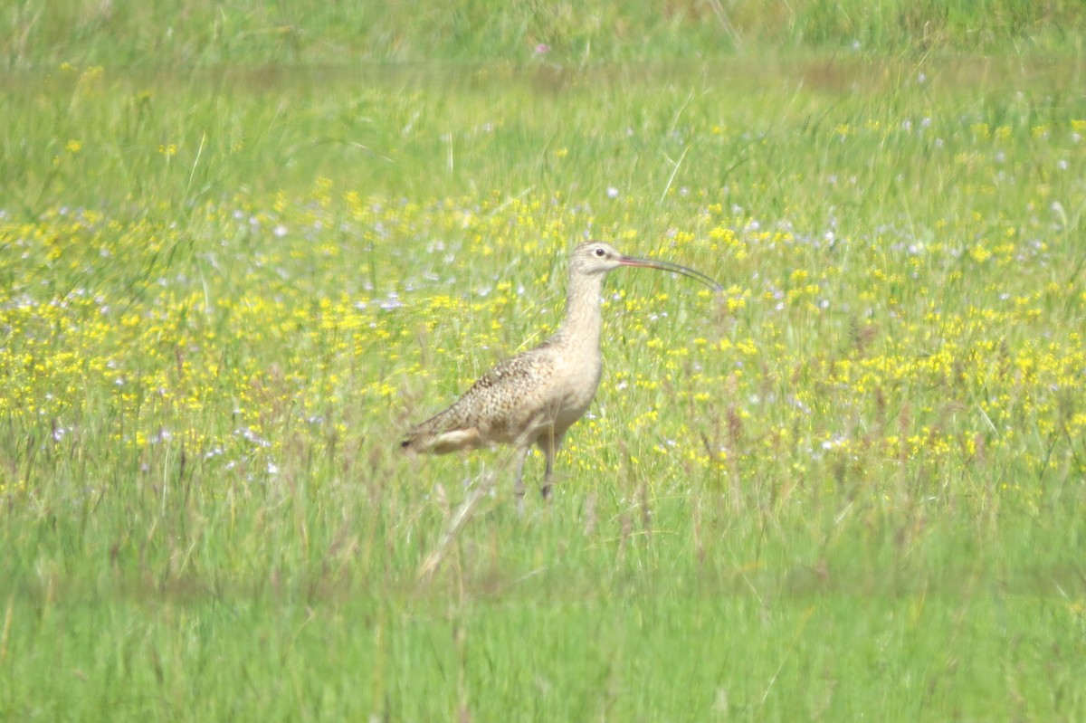 Long-billed Curlew - ML57473921
