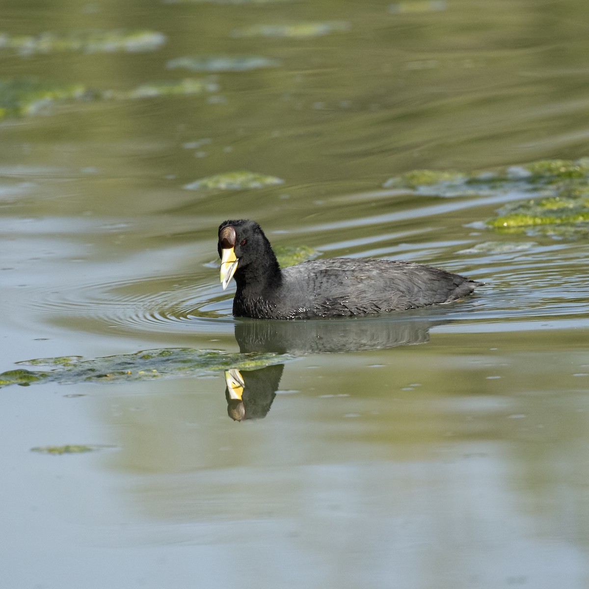 Slate-colored Coot - Peter Hawrylyshyn