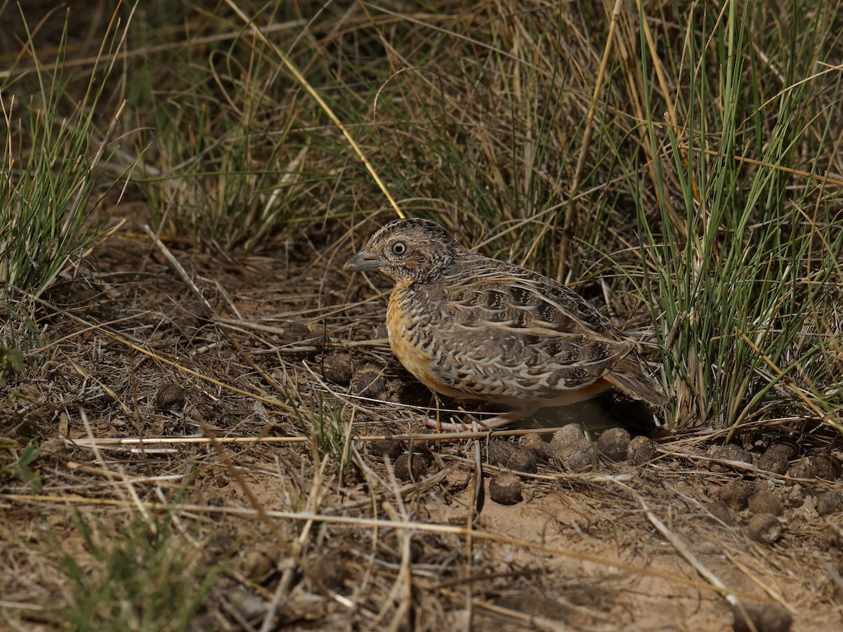 Red-chested Buttonquail - ML574742791