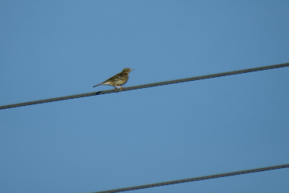 Meadow Pipit - ML574743911