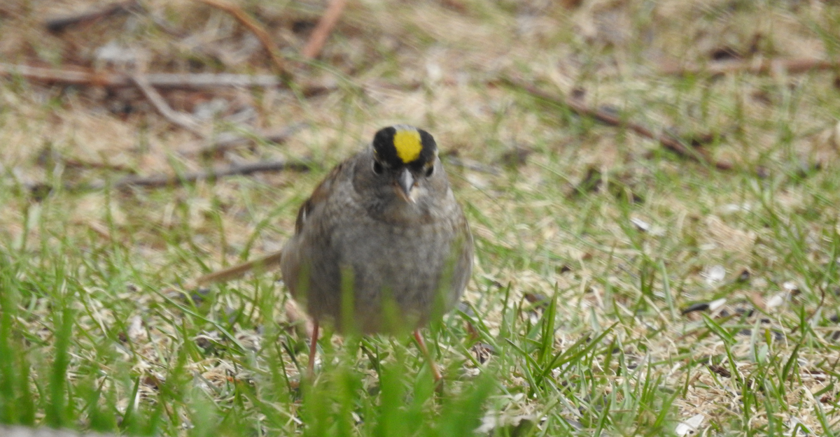 Golden-crowned Sparrow - Brian Clegg