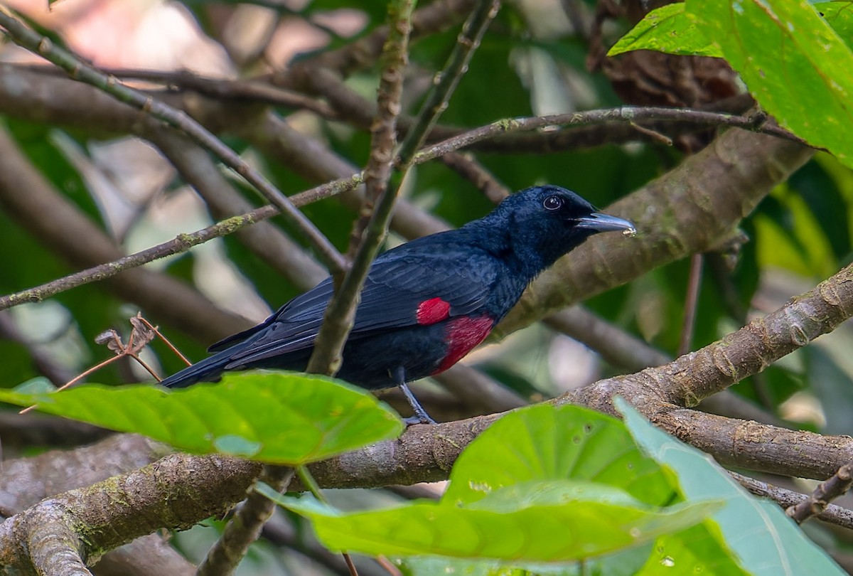 Black-and-crimson Oriole - Chee Keong  Chan