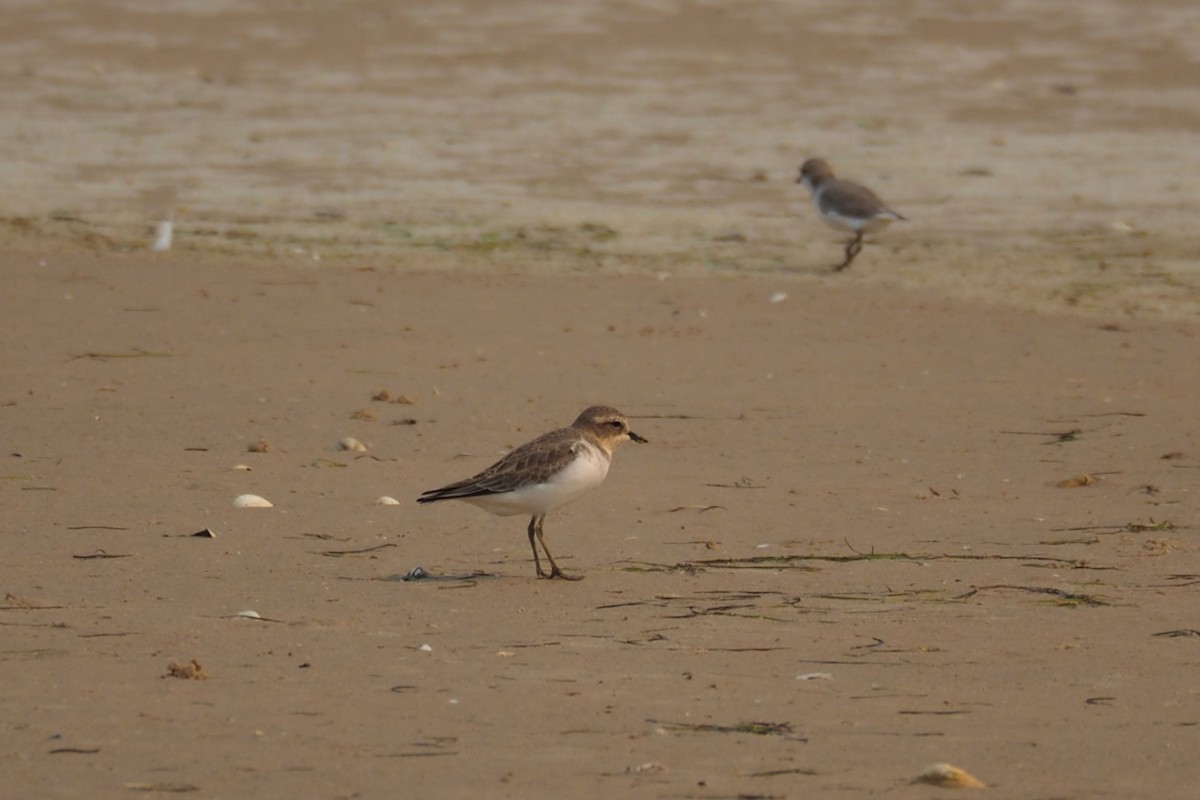 Double-banded Plover - ML574747751