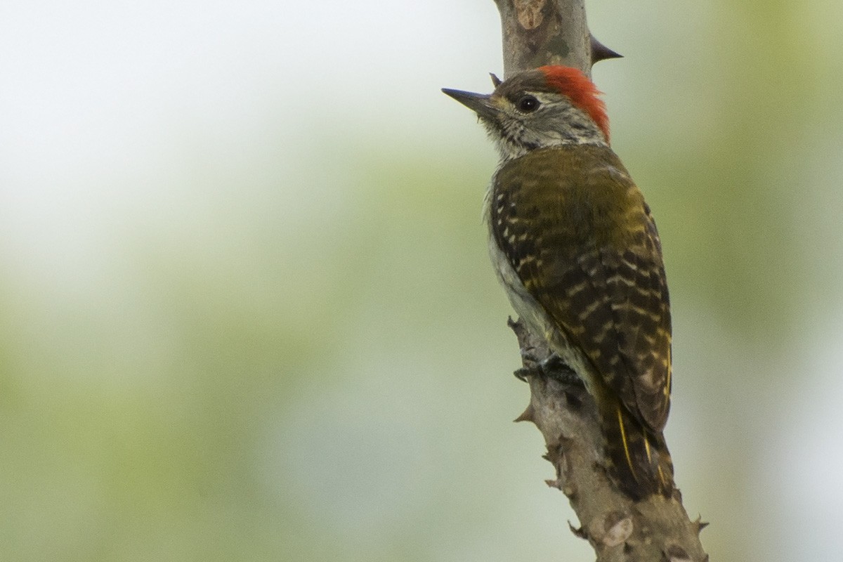 Cardinal Woodpecker - ML574750371