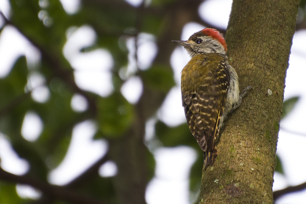 Cardinal Woodpecker - ML574750381