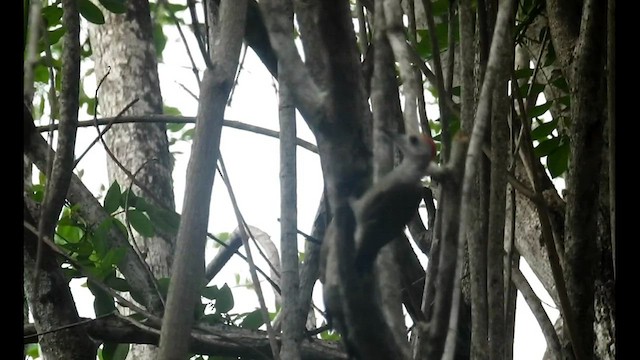 African Gray Woodpecker - ML574750771