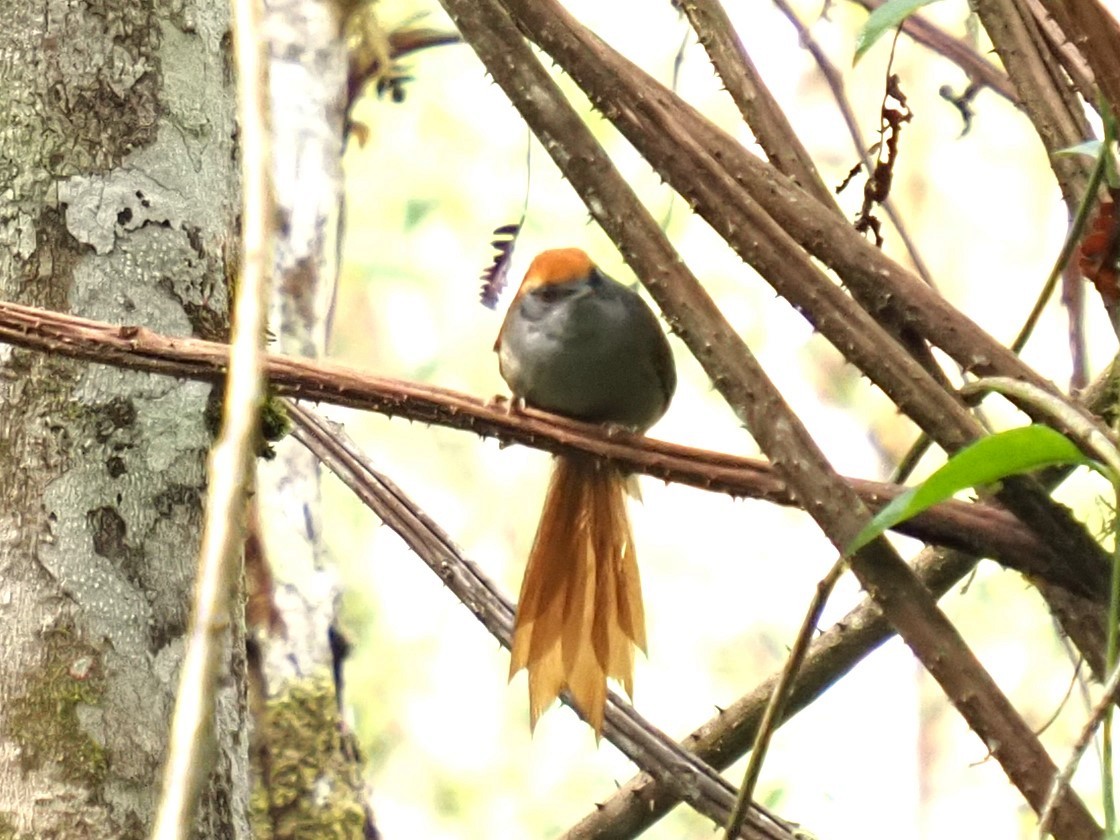 Rufous-capped Spinetail - ML574752561
